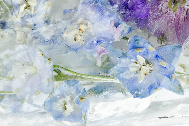 Ice Flowers by Sherry Helwer